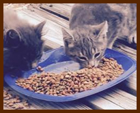 stgeorgeislandfloridacats1